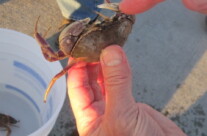 Crab Fishing, Catch 2012 vs. 2013