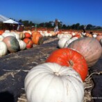 Thanksgiving Menu Ideas 2012